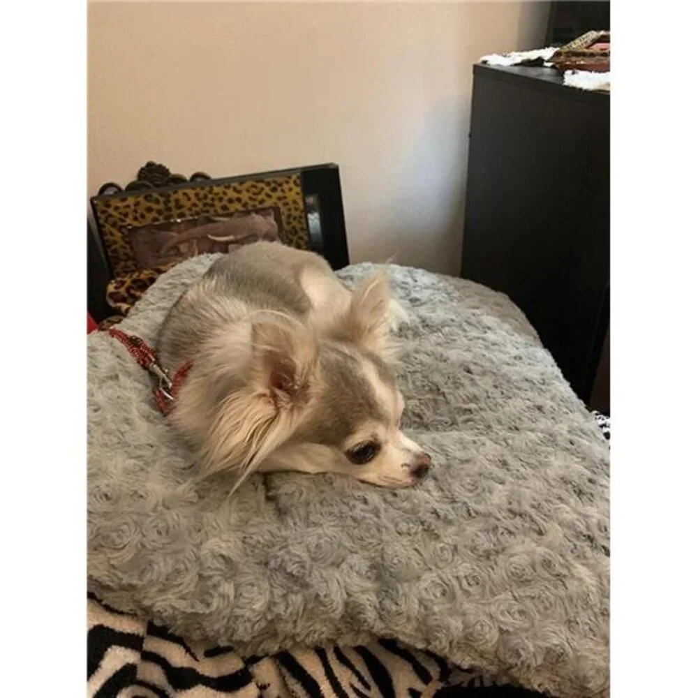 Dog Beds for Small Dogs, Self-Warming Cat Bed, Washable Crate Pad